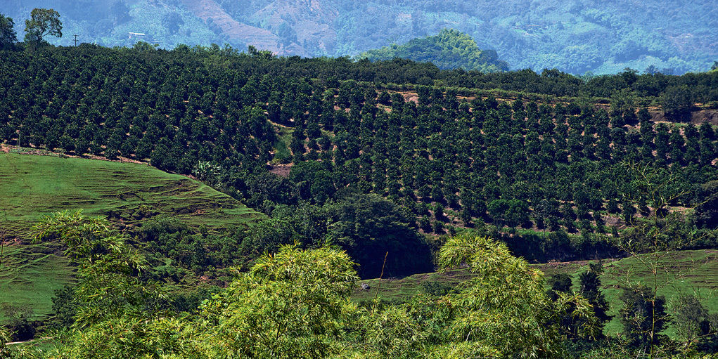 Hacienda Bambusa El Caimo Bagian luar foto